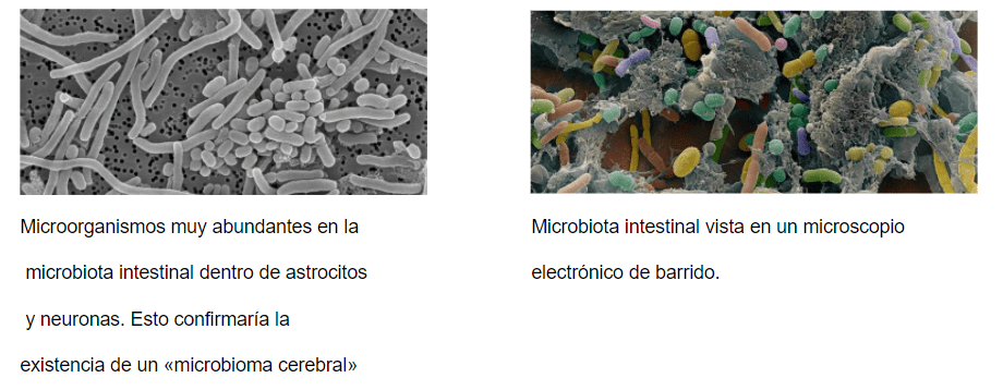 microbiota