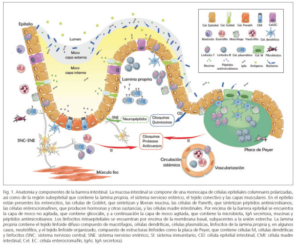 intestino